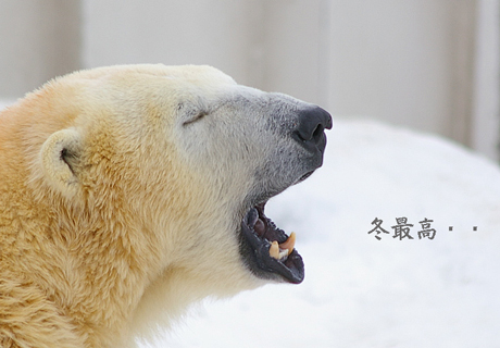 円山動物園 ララ