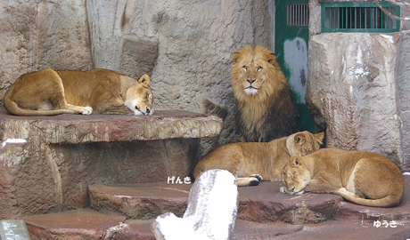 円山動物園 ライオン