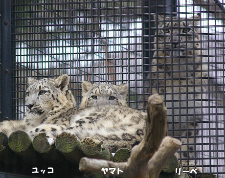 円山動物園 ユキヒョウ ヤマト ユッコ