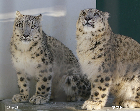 円山動物園 ユキヒョウ ヤマト ユッコ