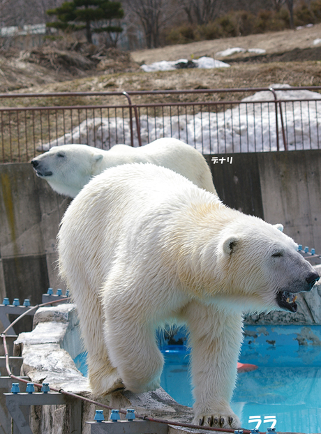 ウォーキング