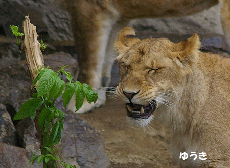 におい