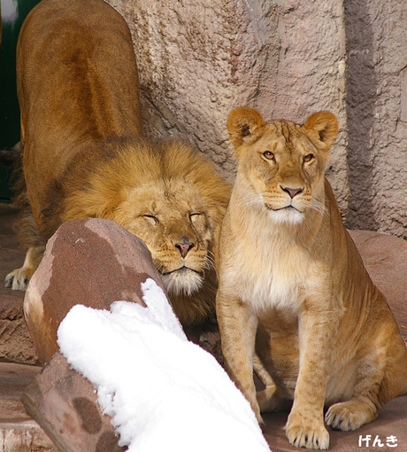 円山動物園 ライオン リッキー げんき