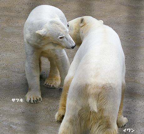 イワン＆サツキ