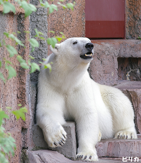 ピリカ