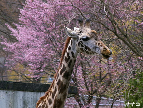 桜とナナコ