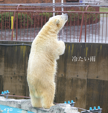 イコロ　雨