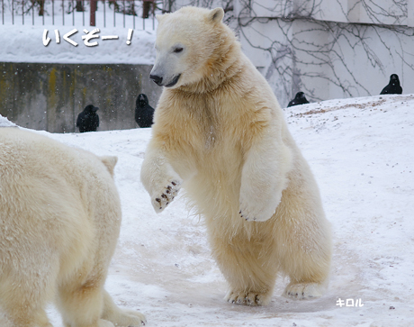 円山動物園 キロル