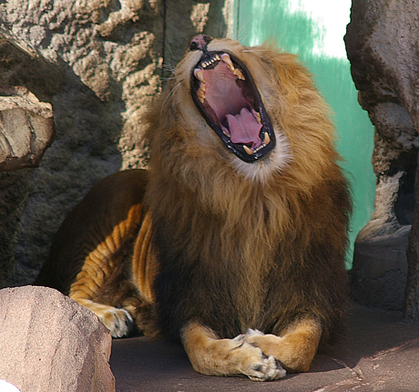 円山動物園 ライオン