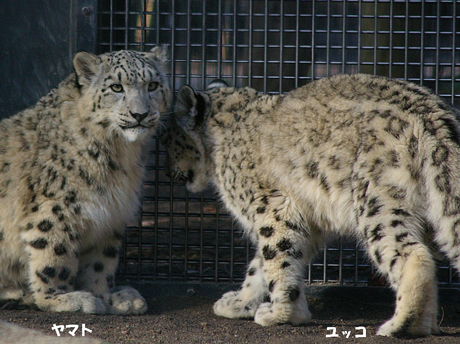 円山動物園 ヤマト ユッコ