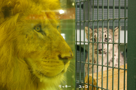 見る