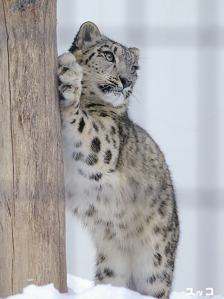 ユキヒョウ ユッコ