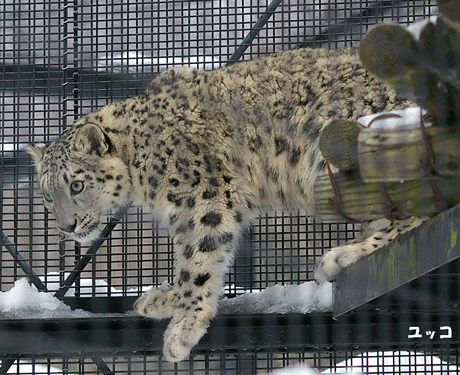 円山動物園 ユキヒョウ ユッコ ヤマト