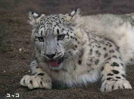 円山動物園 ユキヒョウ ユッコ ヤマト