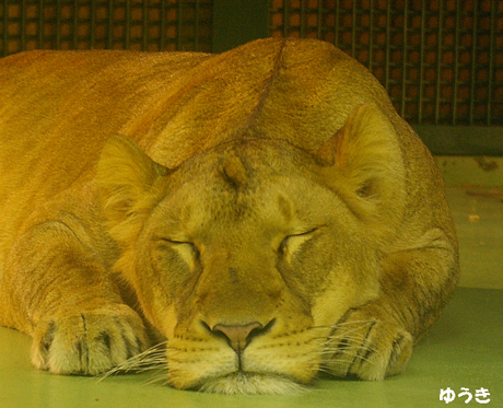 円山動物園 ライオン ゆうき