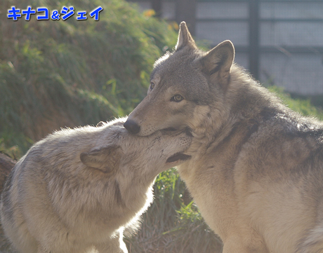 円山動物園 シンリンオオカミ キナコ ジェイ