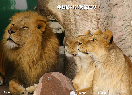 円山動物園-ライオン