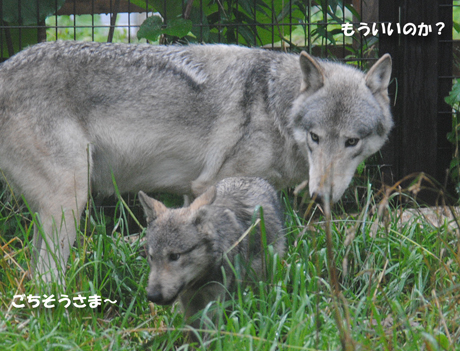 もういのか