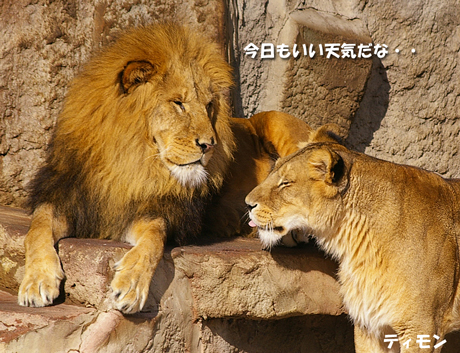 円山動物園 ライオン リッキー ティモン