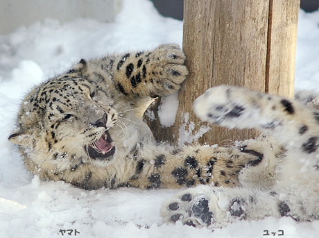 円山動物園 ユキヒョウ ヤマト ユッコ