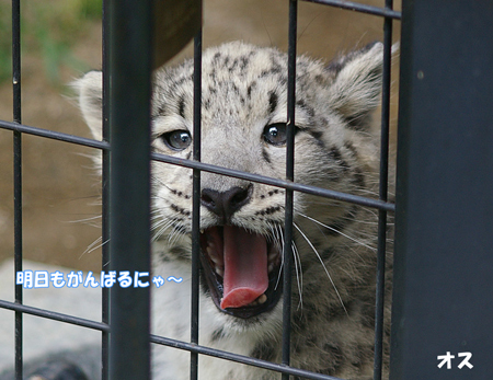 がんばる