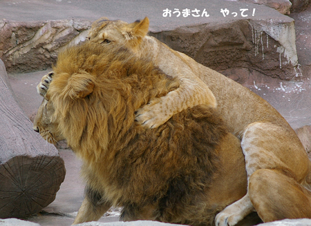 おうまさん