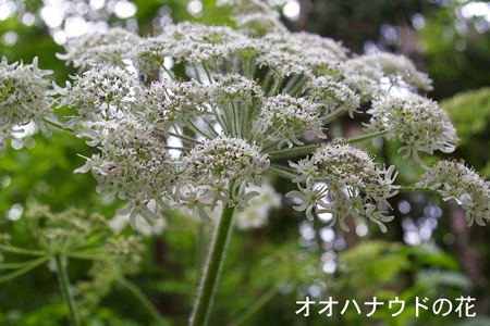 オオハナウドの花