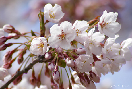 桜