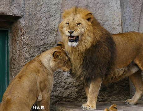 円山動物園 ライオン