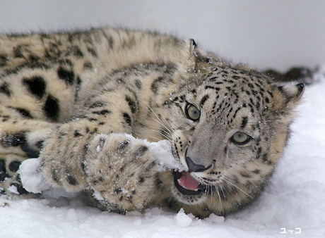 円山動物園 ユキヒョウ ユッコ ヤマト