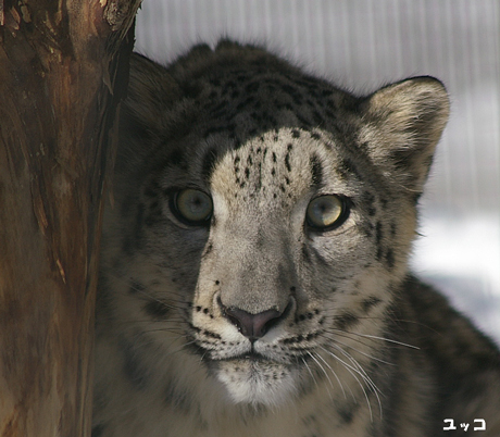 円山動物園 ユキヒョウ ユッコ ヤマト