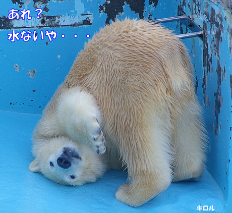 円山動物園 ホッキョクグマ イコロ　キロル