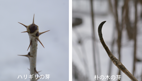 ハリギリの芽