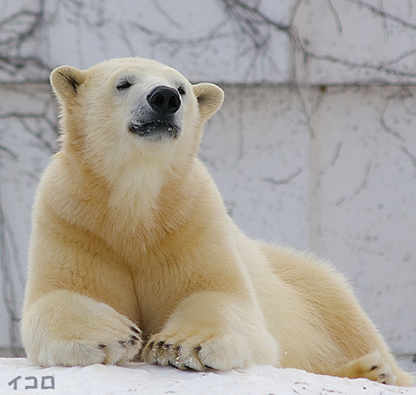 円山動物園 ホッキョクグマ イコロ