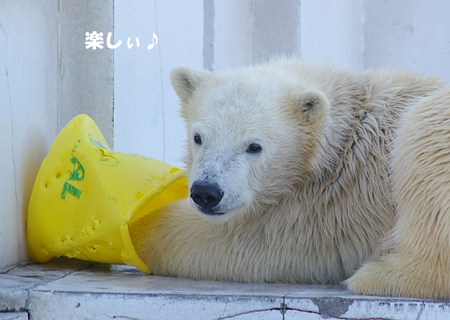 楽しい