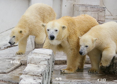 円山動物園 ホッキョクグマ イコロ キロル