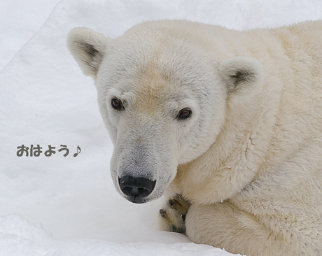 おはよう