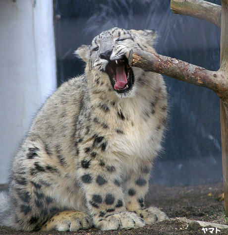 円山動物園 ユキヒョウ ユッコ ヤマト リーベ