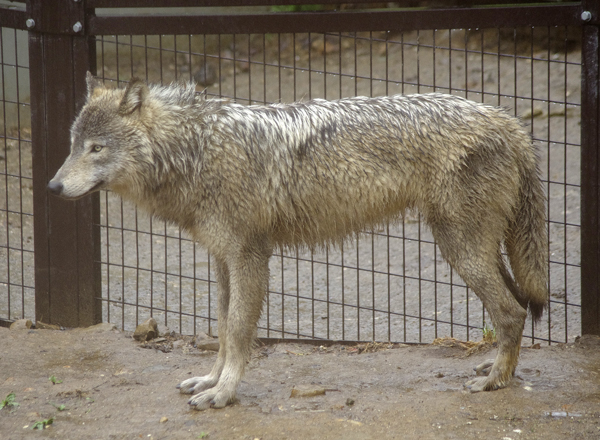 ショウ