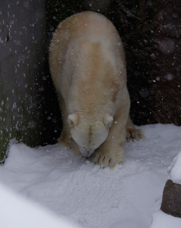 雪ガリ