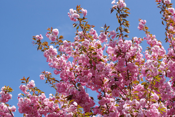 八重桜