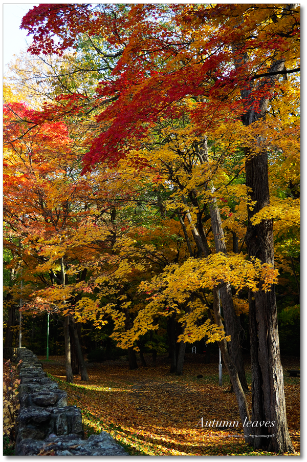 紅葉