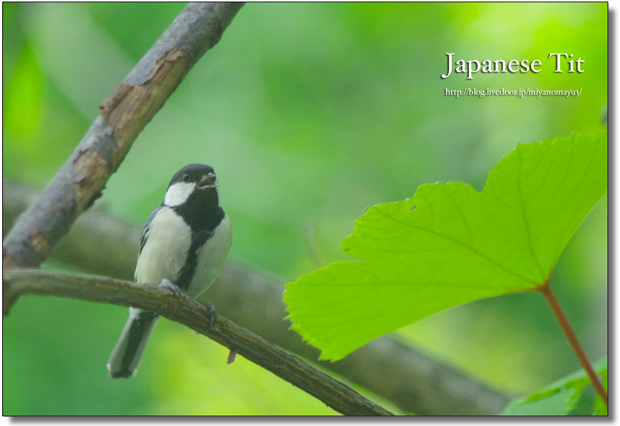 シジュウカラ