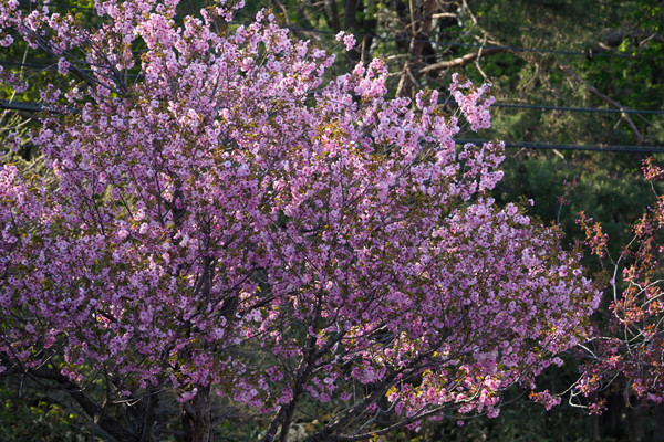 八重桜