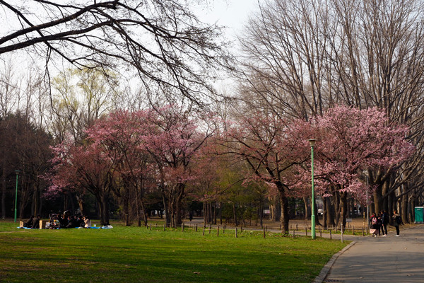 公園桜