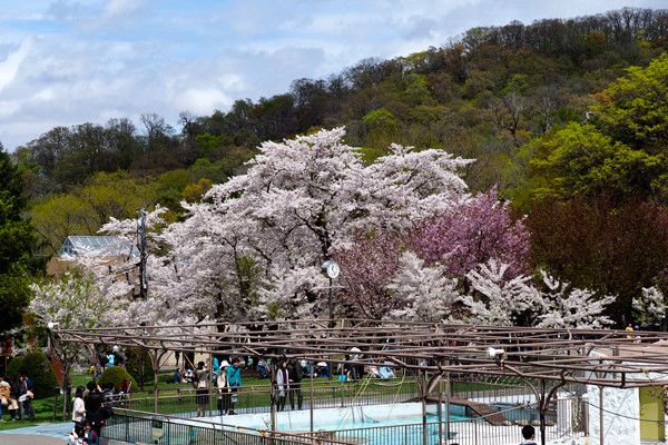 桜