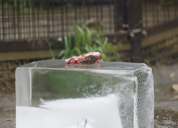 氷と肉