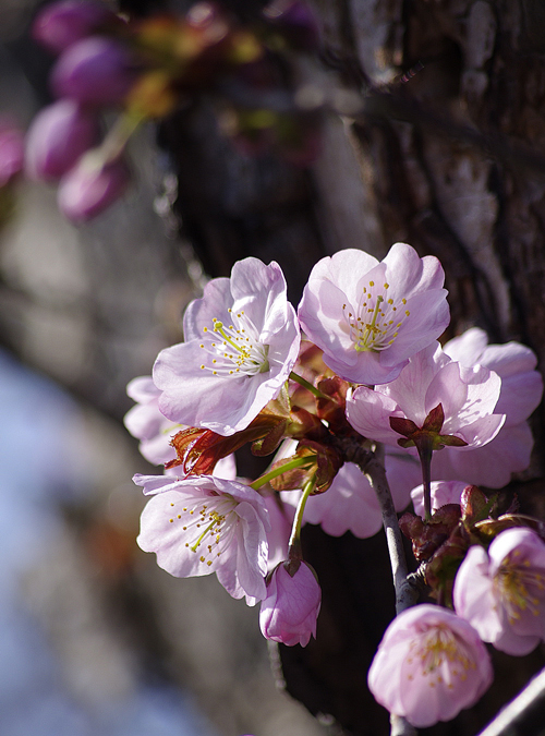 サル山の桜