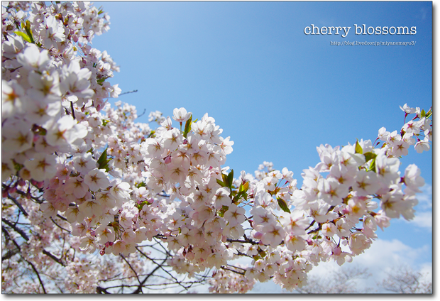 桜