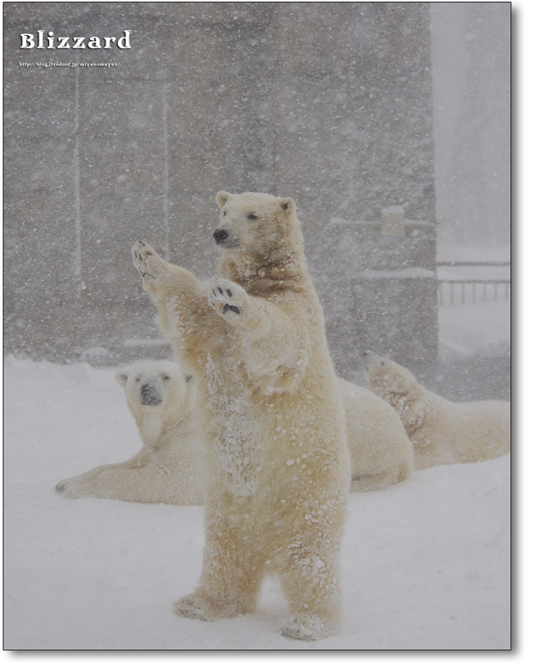 マルル吹雪